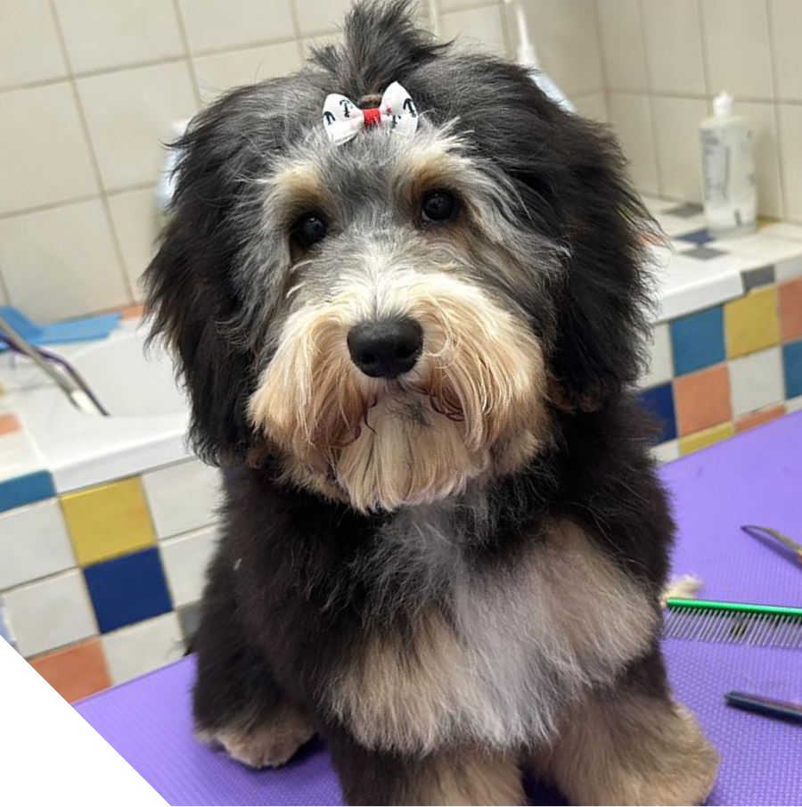כלב אחרי טיפוח