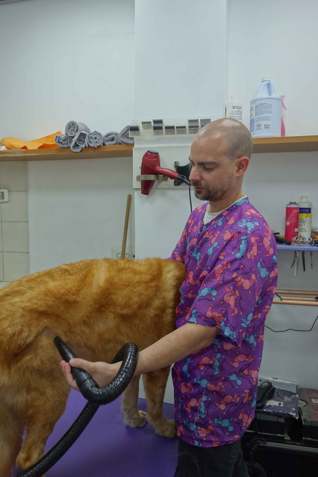 המספרה של אהבת החי